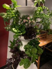 Lettuce Grow's beautiful Farmstand
